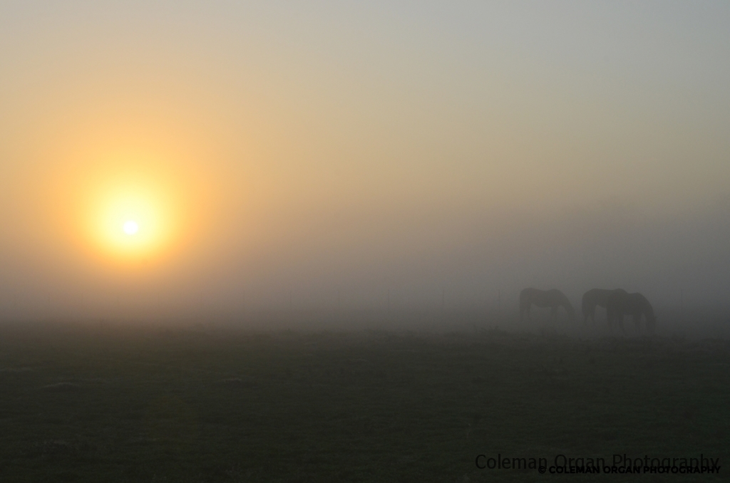 Horses at Sunrise