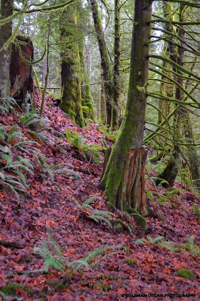 Seattle Leaves