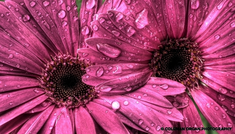 Flowers with Drops