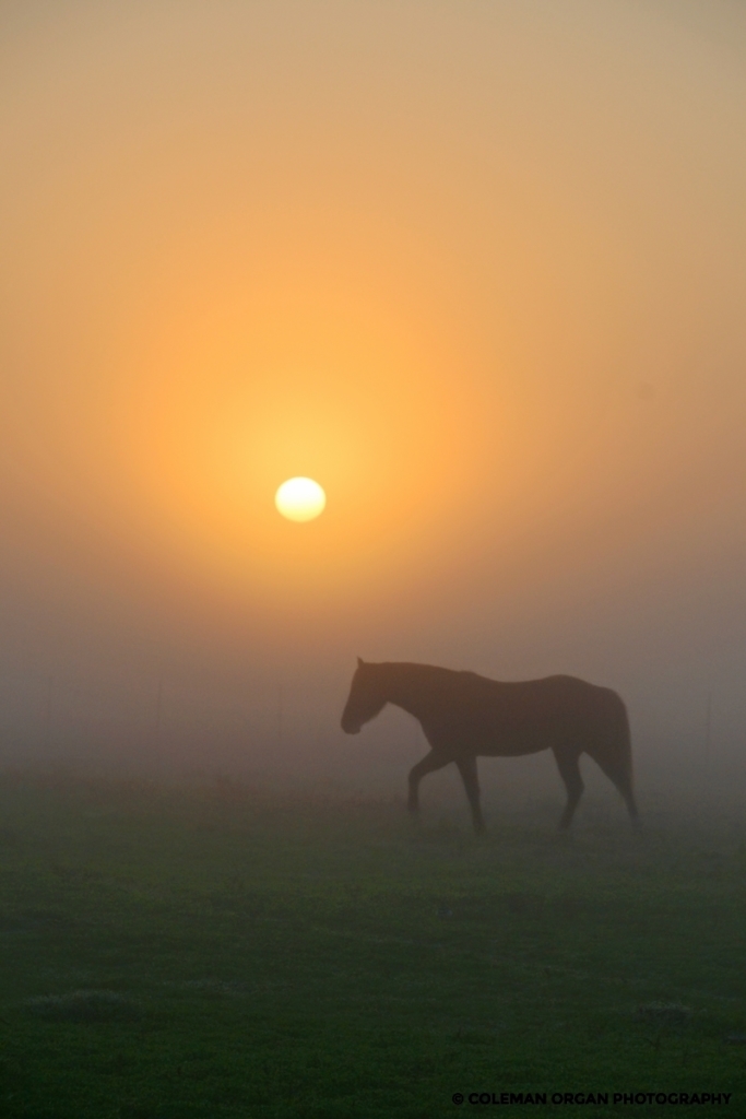 Horse at Sunrise