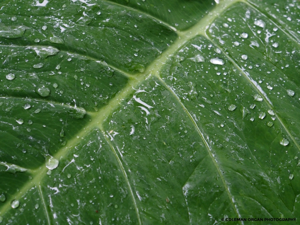 Elephant Ear Raindrops