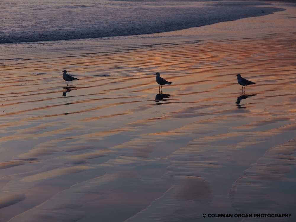 Long Beach California Seabirds